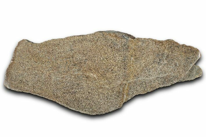 Polished Dinosaur Bone (Gembone) Slab - Morocco #349639